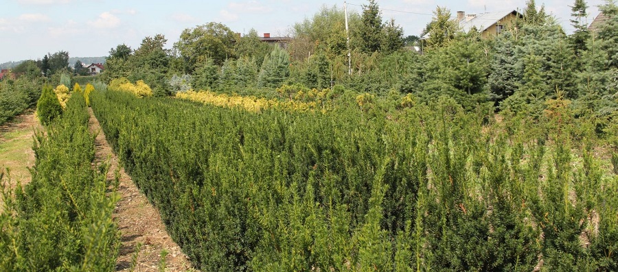 Розсадник декоративних кущів і дерев АВРАМ 01