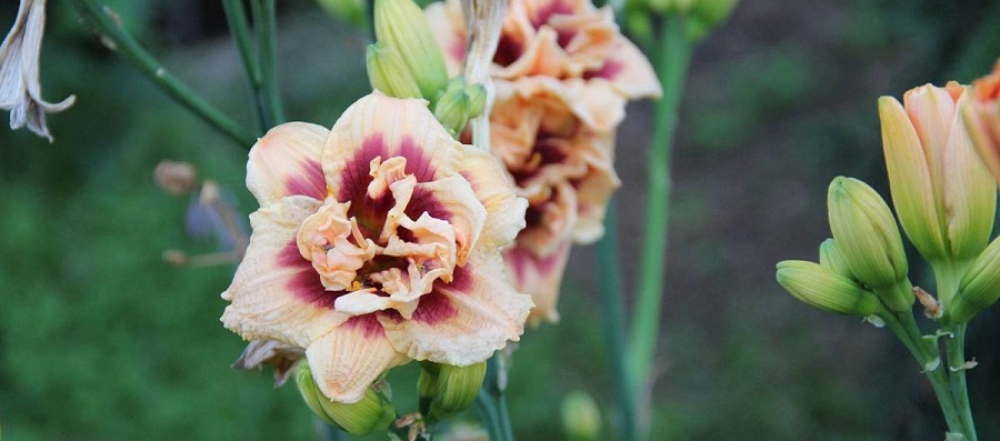 Розсадник декоративних кущів і дерев АВРАМ 02