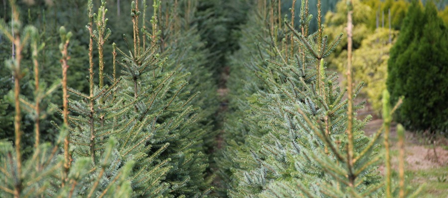 Розсадник декоративних кущів і дерев АВРАМ 03