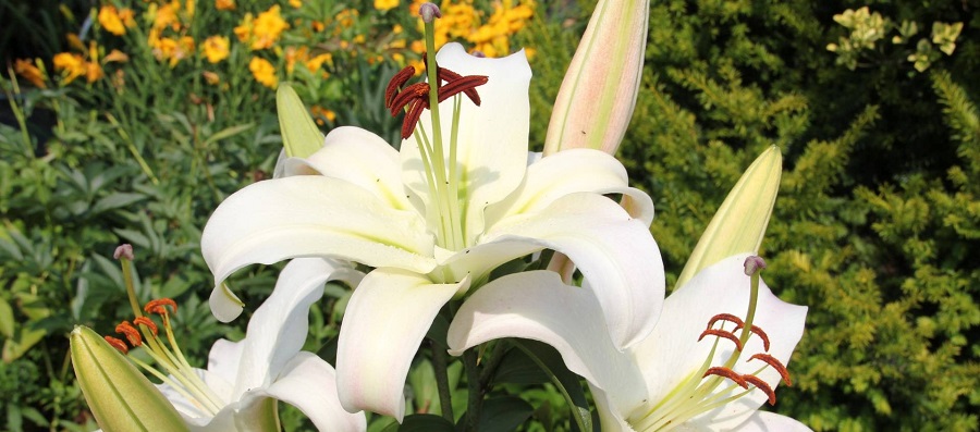 Розсадник декоративних кущів і дерев АВРАМ 04