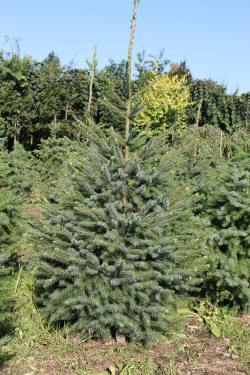 ABRAM дерева хвойні чагарники листяні багаторічники Польща 01