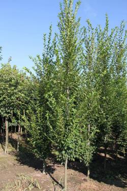 ABRAM дерева хвойні чагарники листяні багаторічники Польща 02