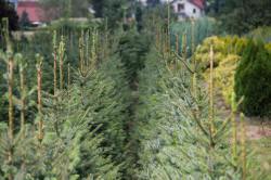 ABRAM дерева хвойні чагарники листяні багаторічники Польща 04