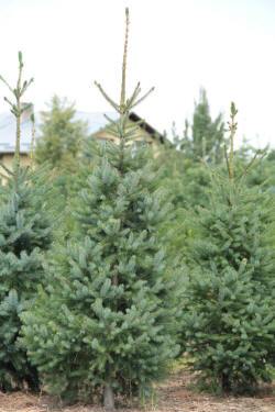 ABRAM дерева хвойні чагарники листяні багаторічники Польща 05