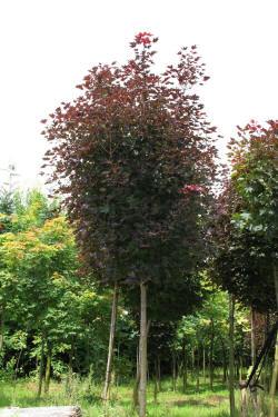 ABRAM дерева хвойні чагарники листяні багаторічники Польща 07