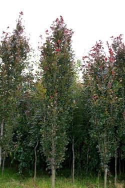 ABRAM дерева хвойні чагарники листяні багаторічники Польща 09