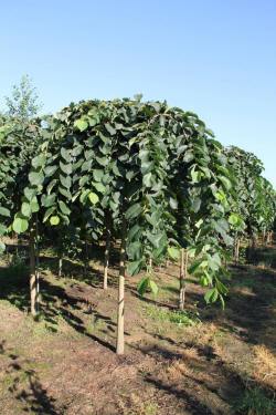 ABRAM дерева хвойні чагарники листяні багаторічники Польща 10