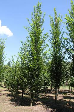 ABRAM дерева хвойні чагарники листяні багаторічники Польща 11