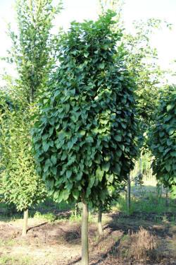 ABRAM дерева хвойні чагарники листяні багаторічники Польща 12