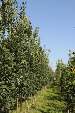 ABRAM дерева хвойні чагарники листяні багаторічники Польща 13