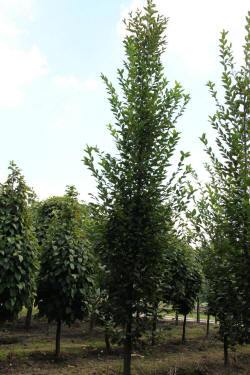 ABRAM дерева хвойні чагарники листяні багаторічники Польща 14