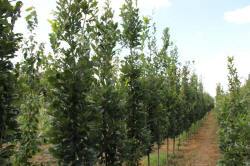 ABRAM дерева хвойні чагарники листяні багаторічники Польща 15