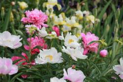 ABRAM дерева хвойні чагарники листяні багаторічники Польща 16