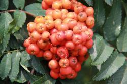 ABRAM дерева хвойні чагарники листяні багаторічники Польща 10