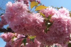 ABRAM дерева хвойні чагарники листяні багаторічники Польща 11