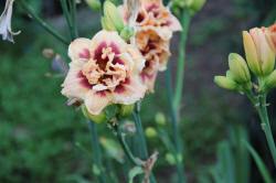 ABRAM дерева хвойні чагарники листяні багаторічники Польща 12