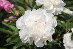 ABRAM дерева хвойні чагарники листяні багаторічники Польща 13