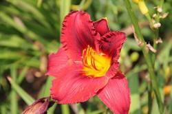 ABRAM дерева хвойні чагарники листяні багаторічники Польща 15