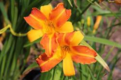 ABRAM дерева хвойні чагарники листяні багаторічники Польща 16