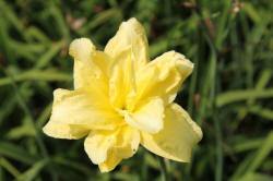 ABRAM дерева хвойні чагарники листяні багаторічники Польща 13