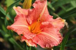 ABRAM дерева хвойні чагарники листяні багаторічники Польща 14