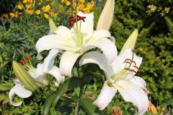 ABRAM дерева хвойні чагарники листяні багаторічники Польща 15