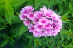 ABRAM дерева хвойні чагарники листяні багаторічники Польща 16